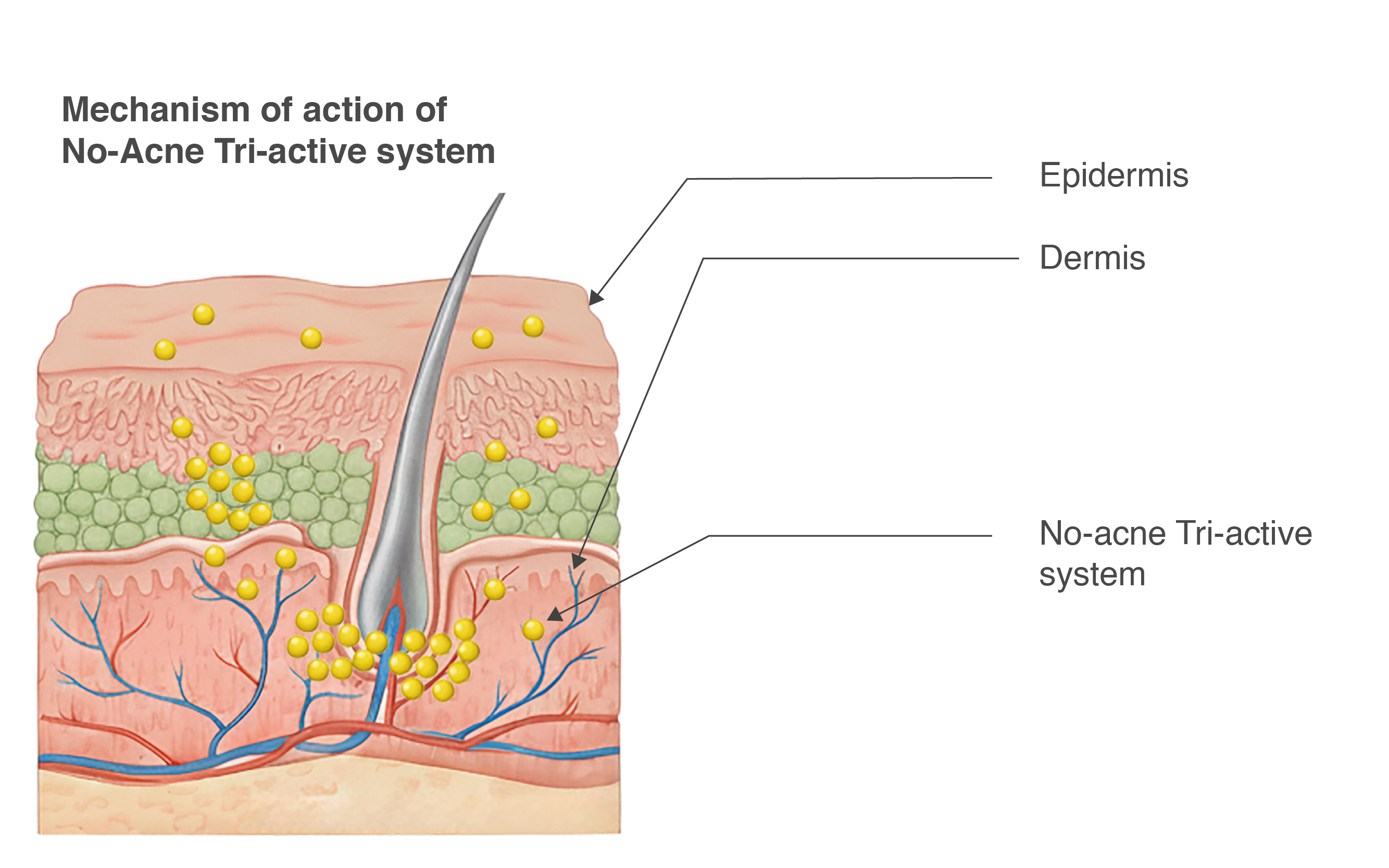 Mechanism of action